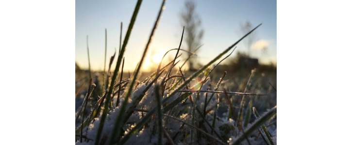 grass under a thin layer of snow 