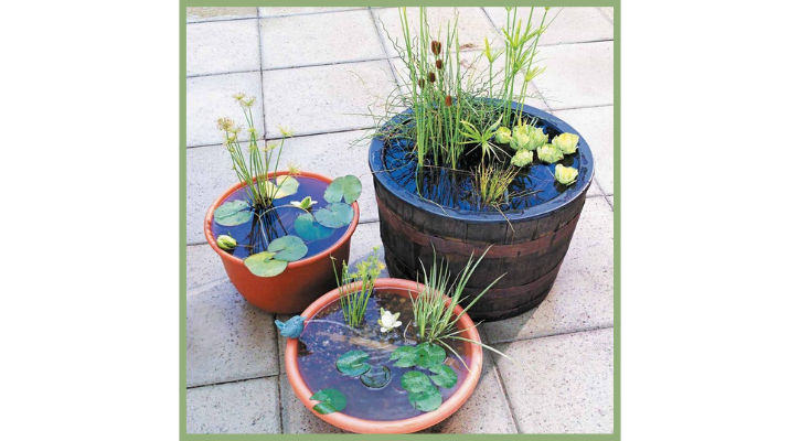 three potted water gardens with water lilies on a brick patio