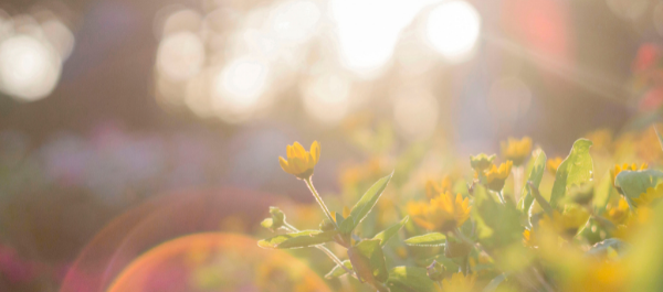 Blog Image Sizing (600 × 200 px) (13)