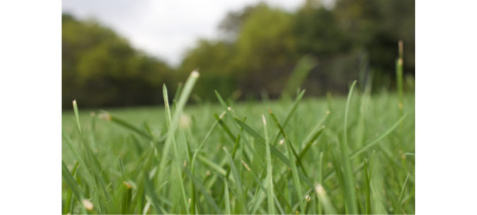 close up of lawn grass with blurred trees in the background