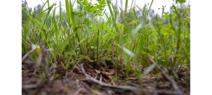 close up of weeds within the grass of a lawn with dead matter on the soil