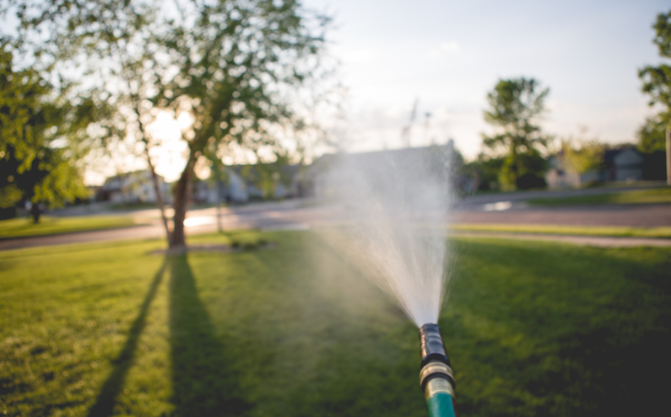 hose watering a lawn in the early morning