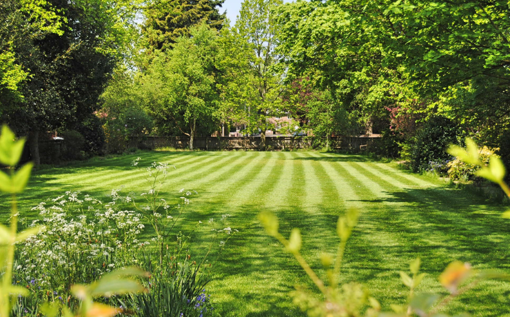 sunny backyard with healthy grass lawn surrounded by plants