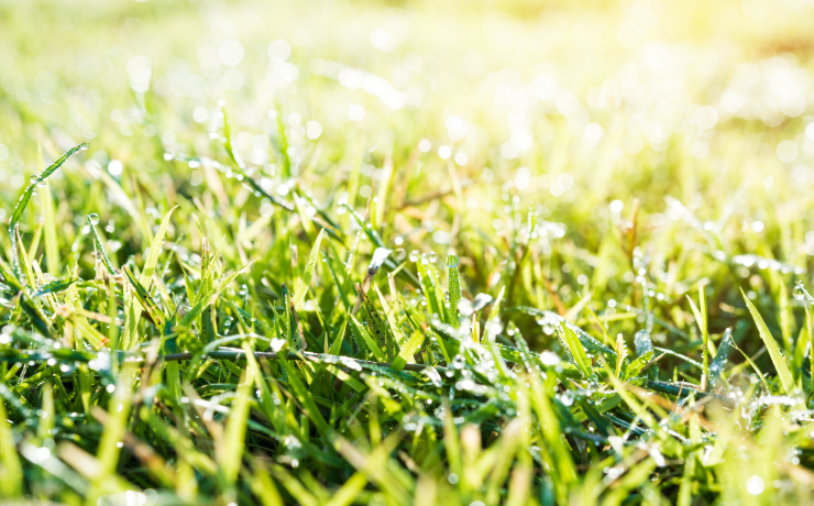 grass with dew and sun shining down in the early morning