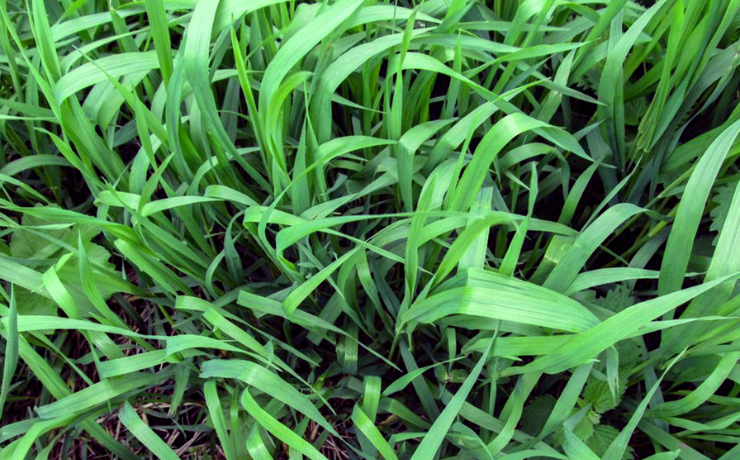 green quack grass growing together in lawn