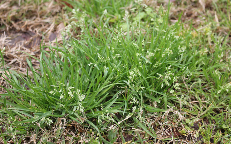 annual bluegrass growing inside a lawn