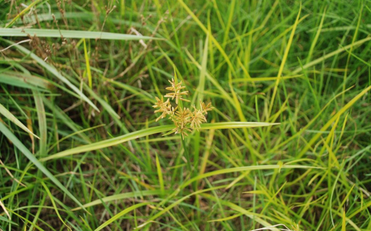 nutsedge growing in a lawn