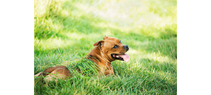 boxer mixed dog lying in lawn with green healthy grass