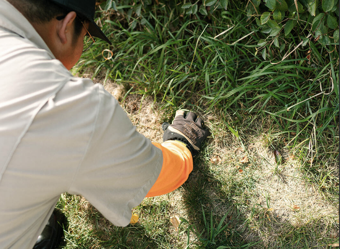 Choose the Right Grass Seed