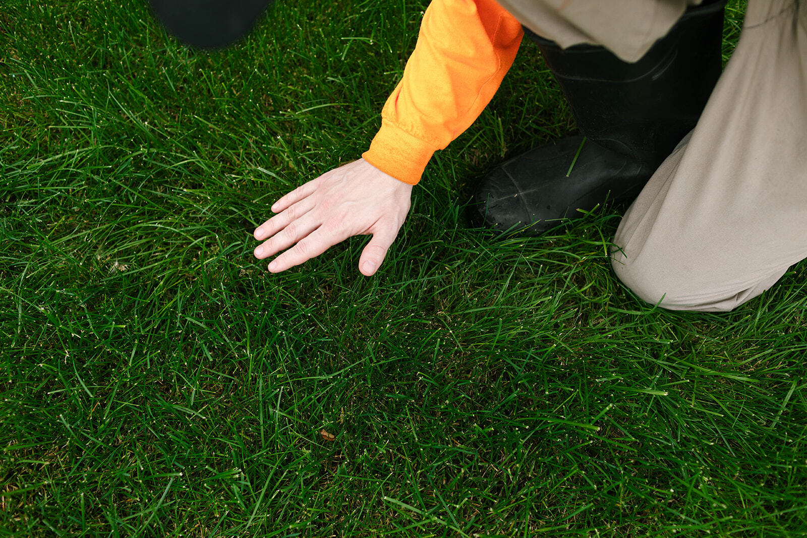How to Know What Your Lawn Needs