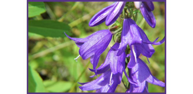 blooming creeping bellflower in "how to get rid of creeping bellflower" blog