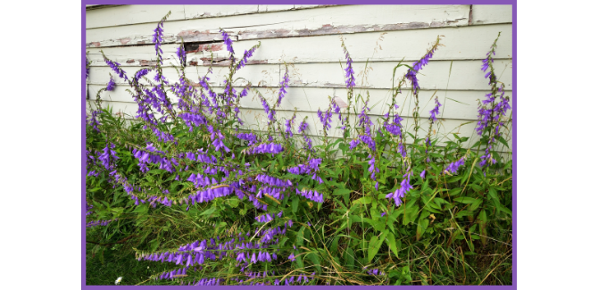 creeping bellflower spreading along side of house