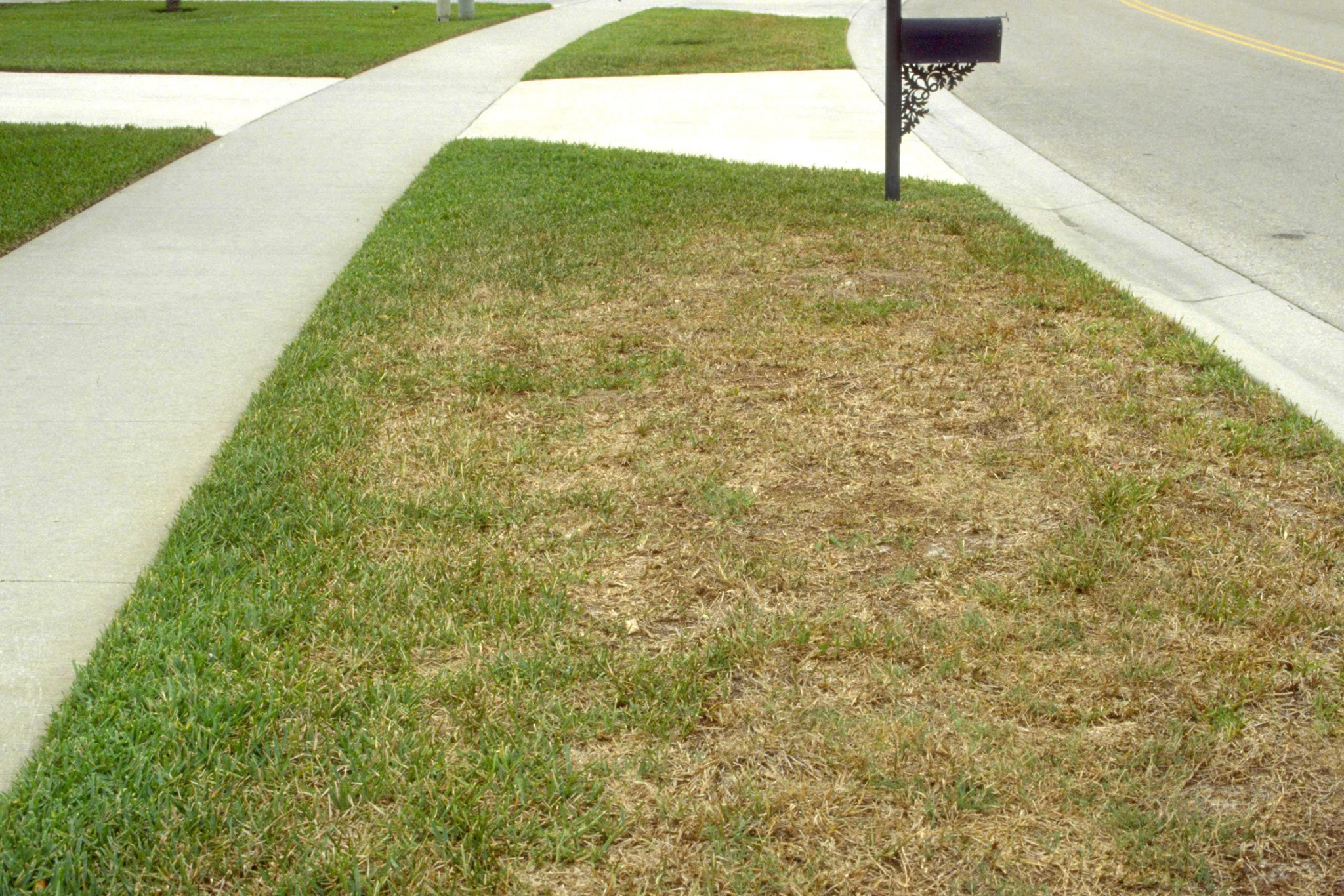 Brown, patchy lawn damage along sidewalk caused by chinch bugs and drought stress