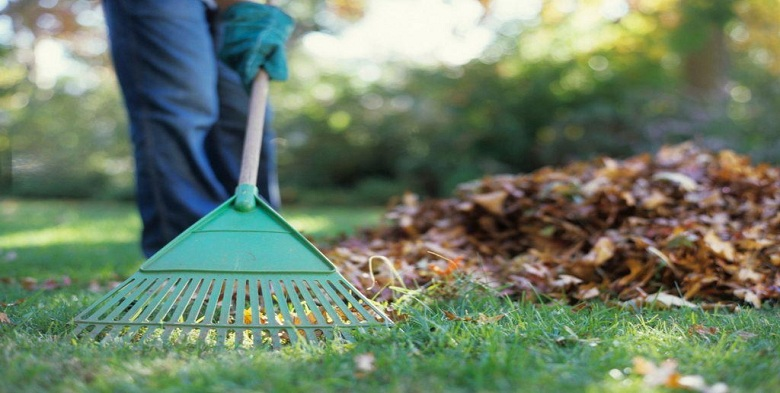 Lawn Clean Up