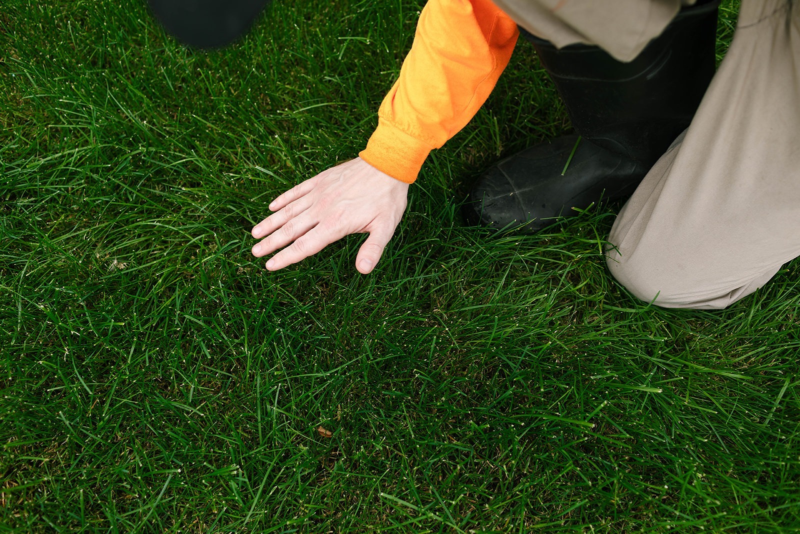 Yard Dawgs Lawn Care