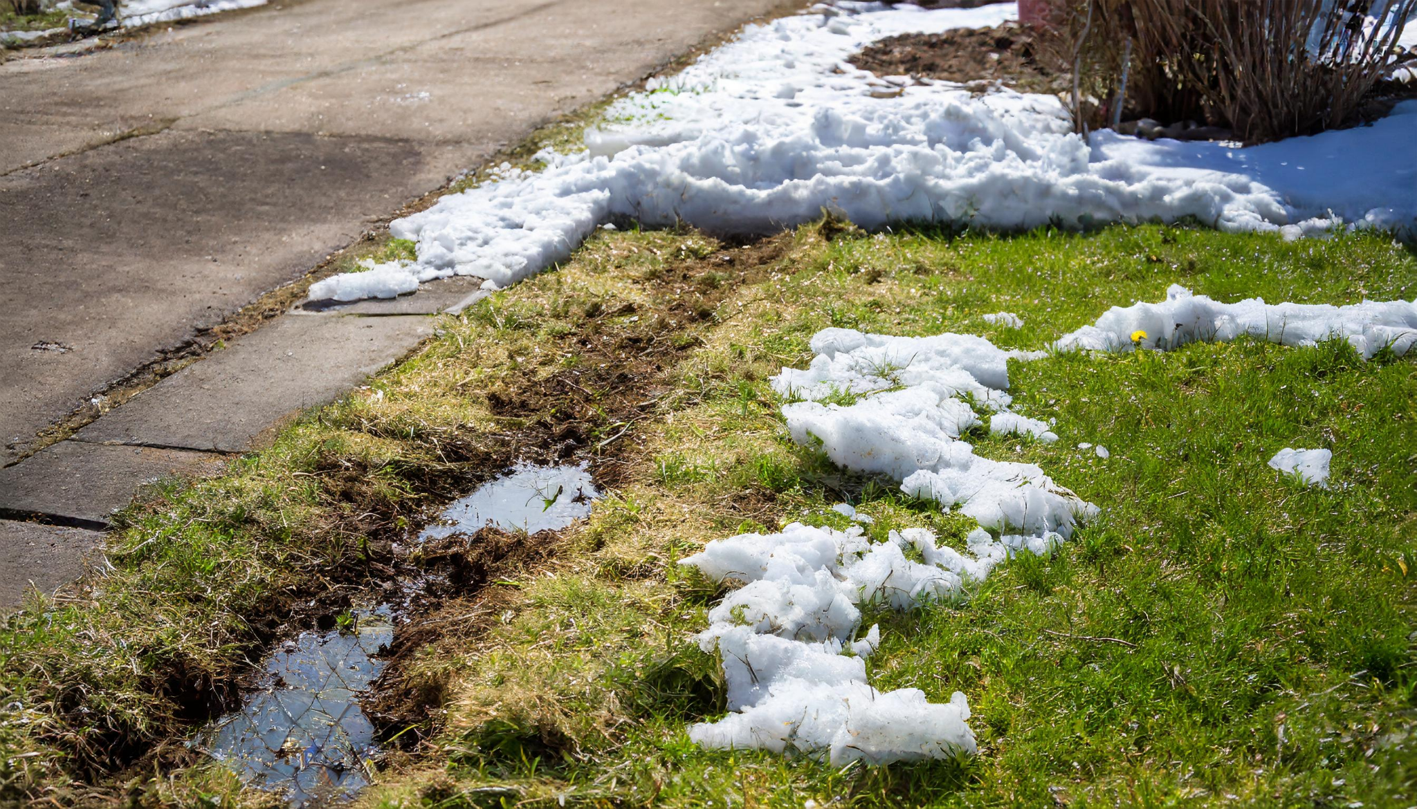 Winter Damage Lawn