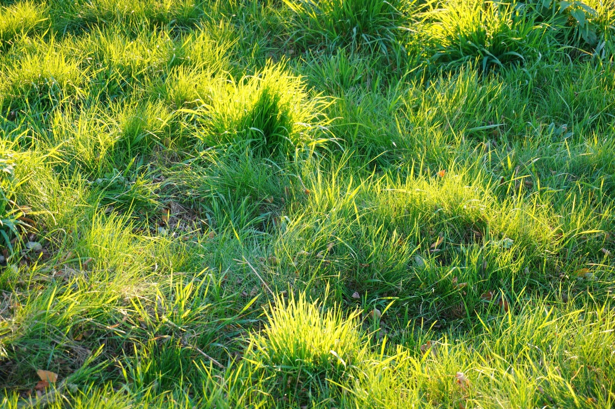 lawn weeds before winter