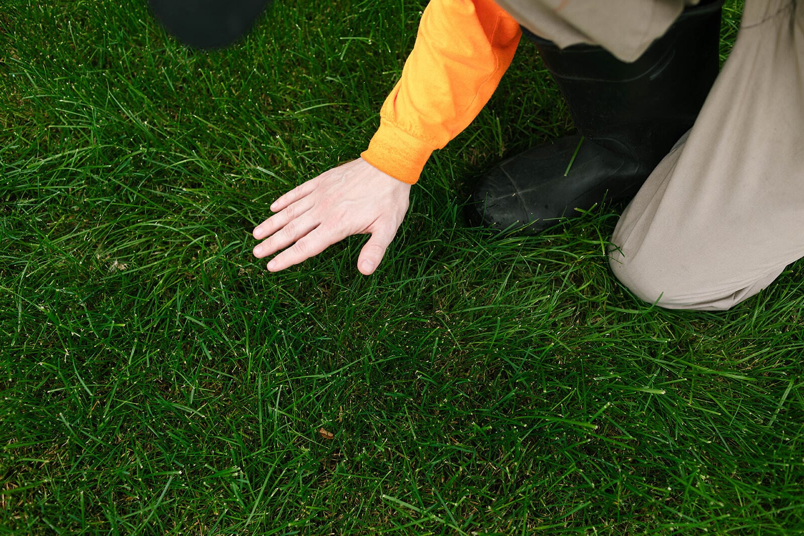 How Low to Cut Grass Before Winter in Canada